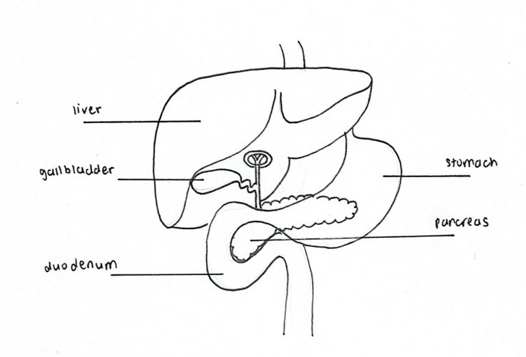 The Pancreas